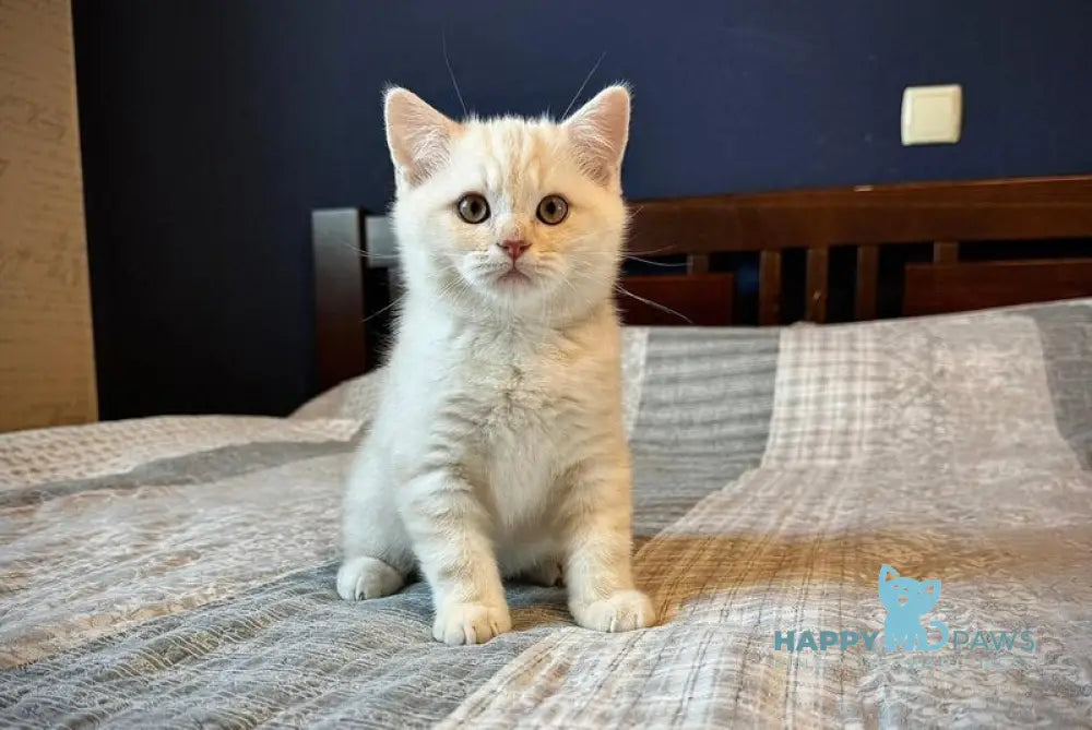 John Scottish Straight male cream silver tabby live animals