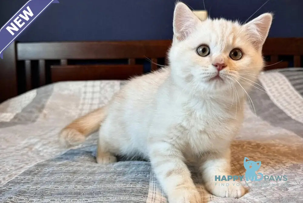 John Scottish Straight male cream silver tabby live animals