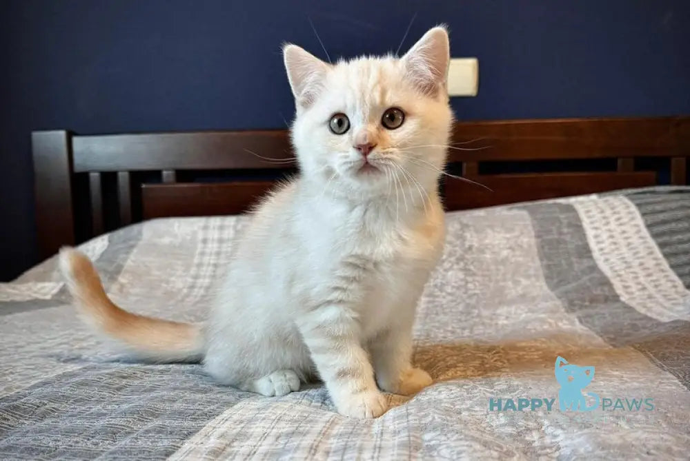 John Scottish Straight male cream silver tabby live animals