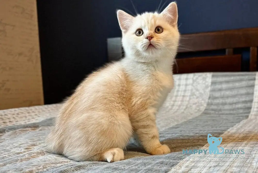 John Scottish Straight male cream silver tabby live animals