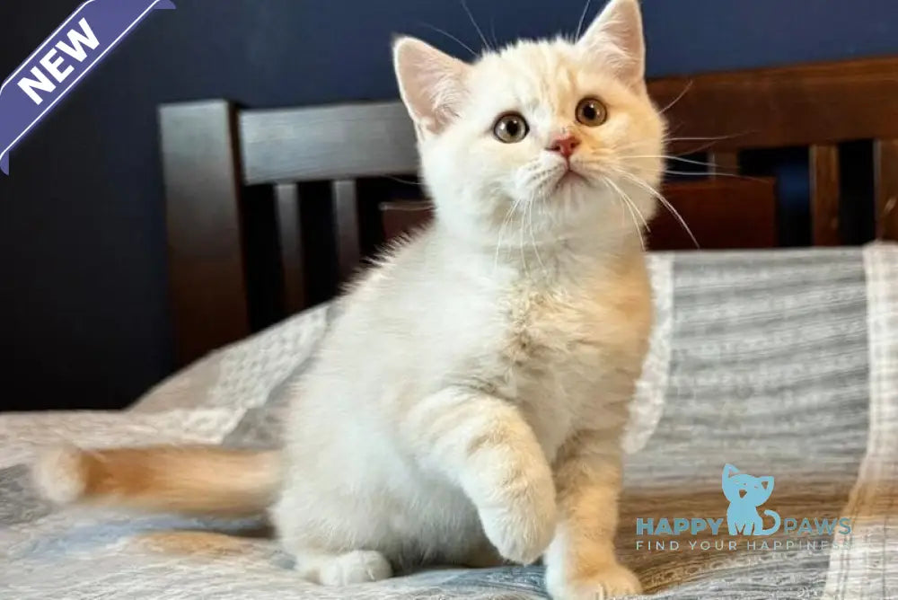 John Scottish Straight male cream silver tabby live animals