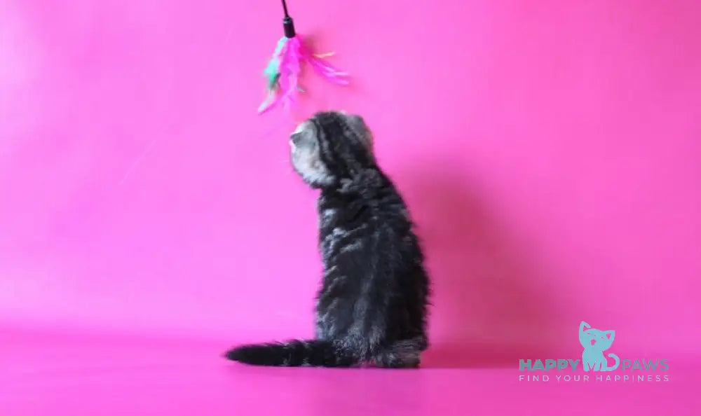 Johnny Scottish Fold male black tabby live animals