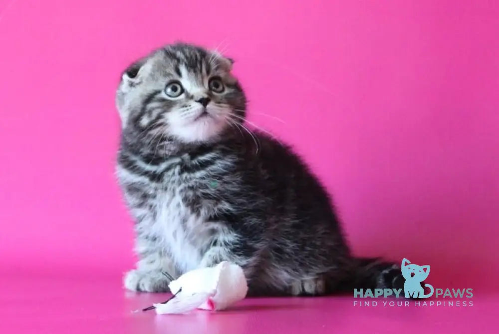 Johnny Scottish Fold male black tabby live animals
