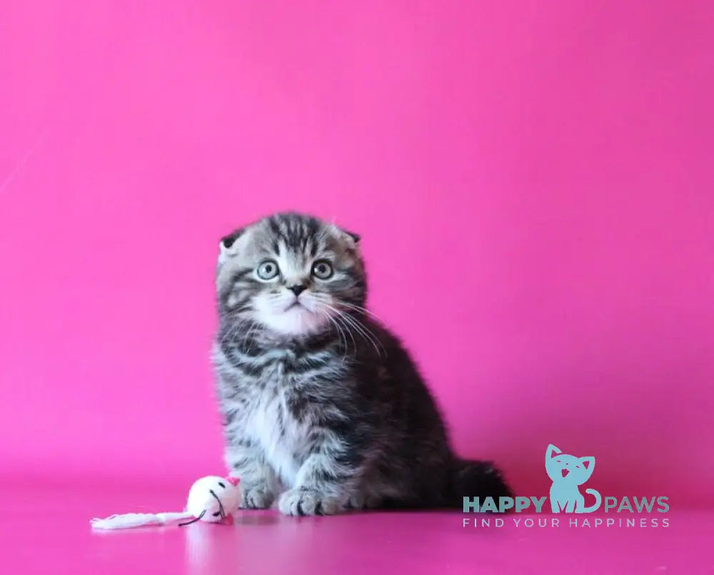 Johnny Scottish Fold male black tabby live animals