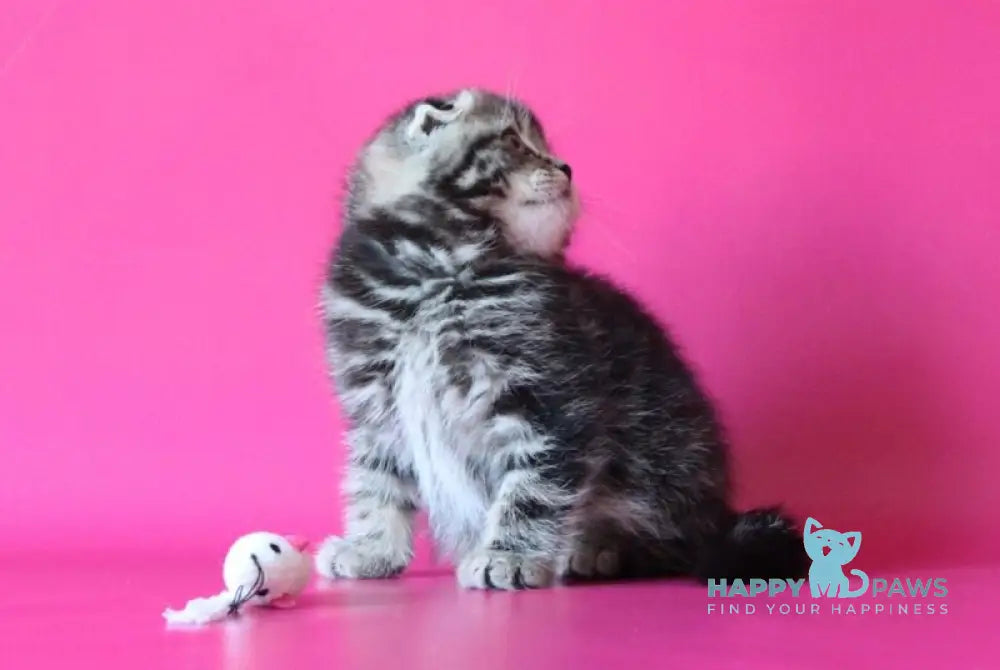 Johnny Scottish Fold male black tabby live animals