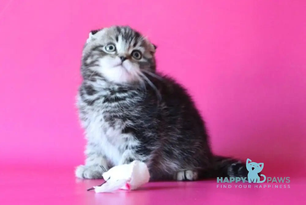 Johnny Scottish Fold male black tabby live animals