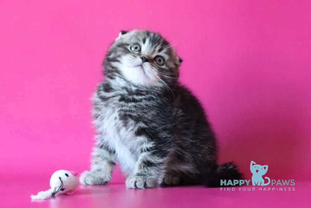 Johnny Scottish Fold male black tabby live animals