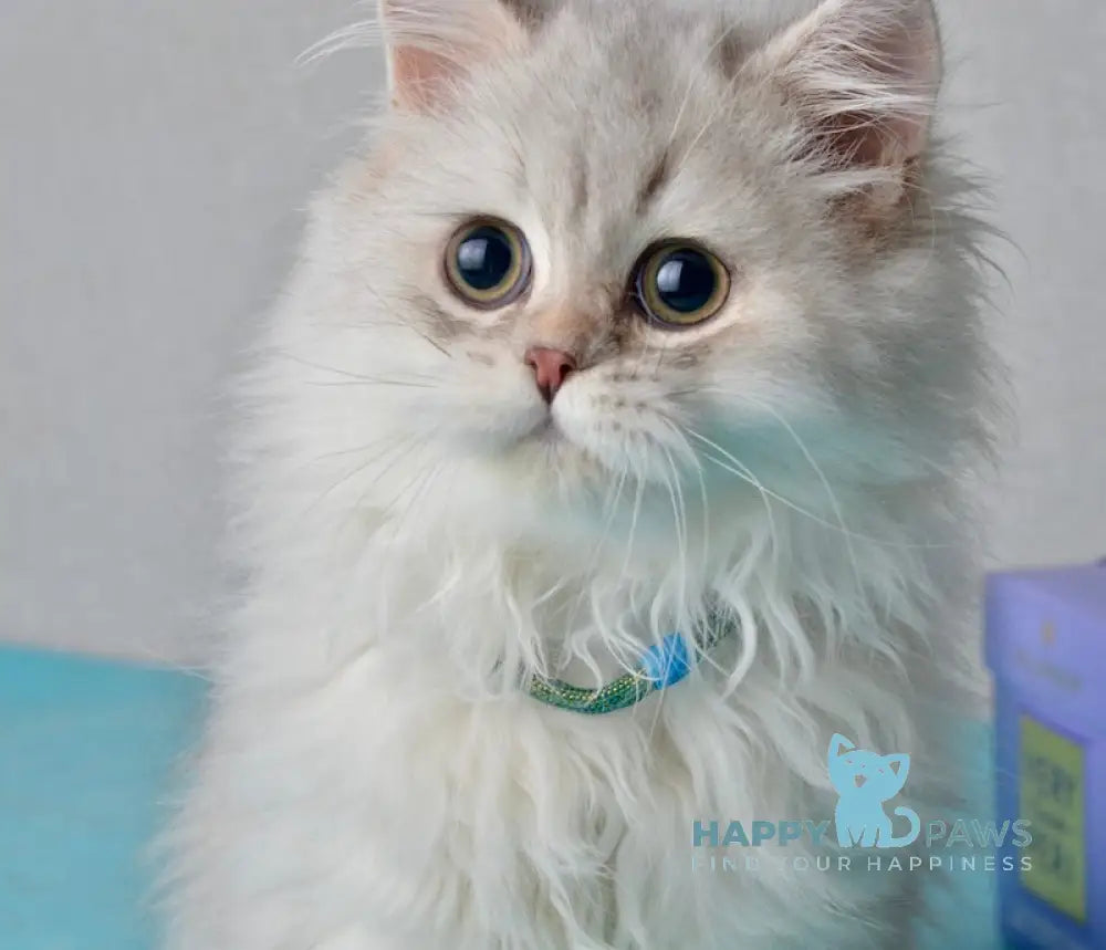 Johnny Scottish Straight male blue silver shaded live animals
