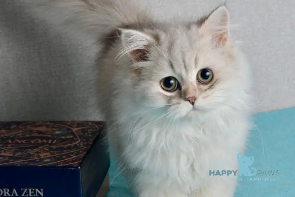 Johnny Scottish Straight male blue silver shaded live animals
