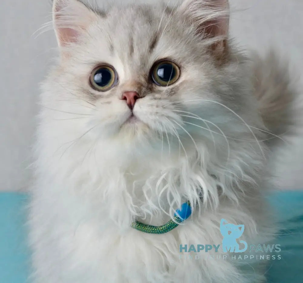 Johnny Scottish Straight male blue silver shaded live animals