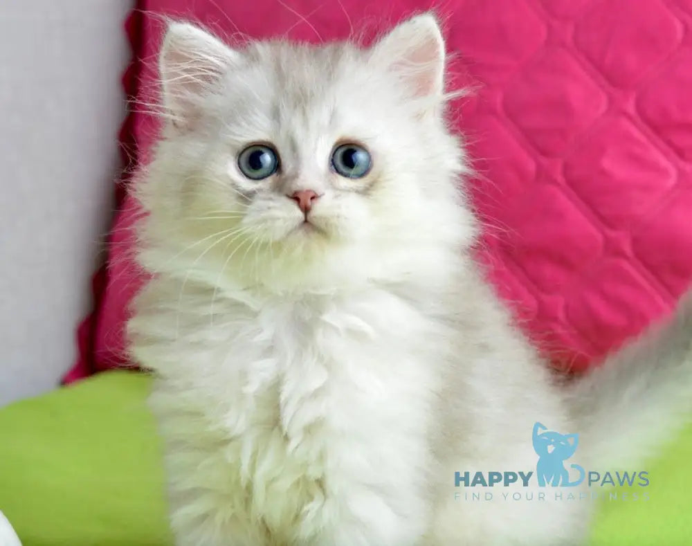 Johnny Scottish Straight male blue silver shaded live animals
