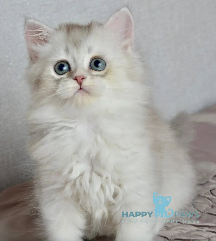 Johnny Scottish Straight male blue silver shaded live animals