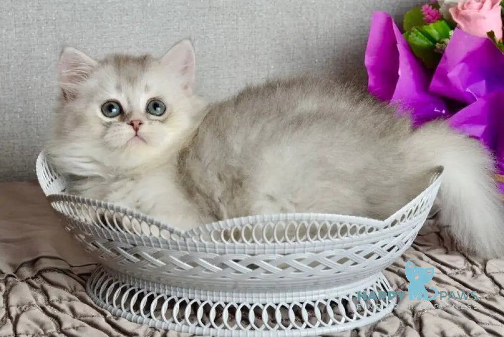 Johnny Scottish Straight male blue silver shaded live animals