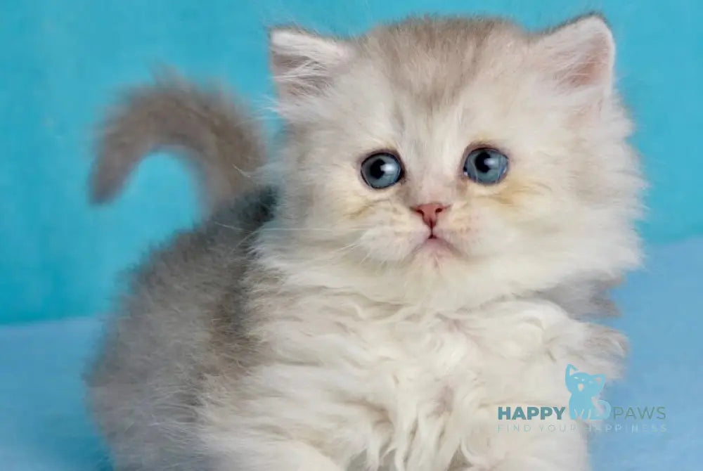 Jolie Scottish Straight male blue silver shaded live animals