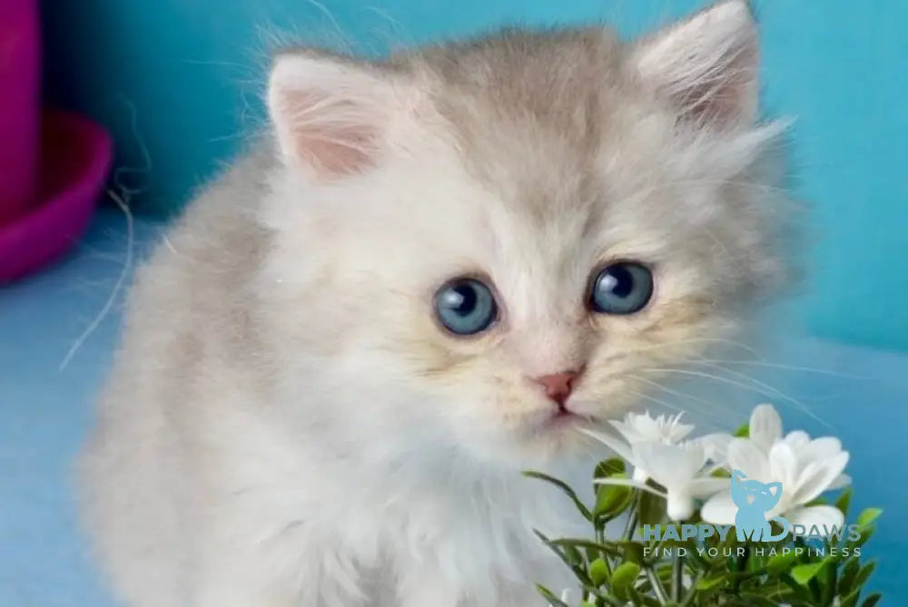 Jolie Scottish Straight male blue silver shaded live animals