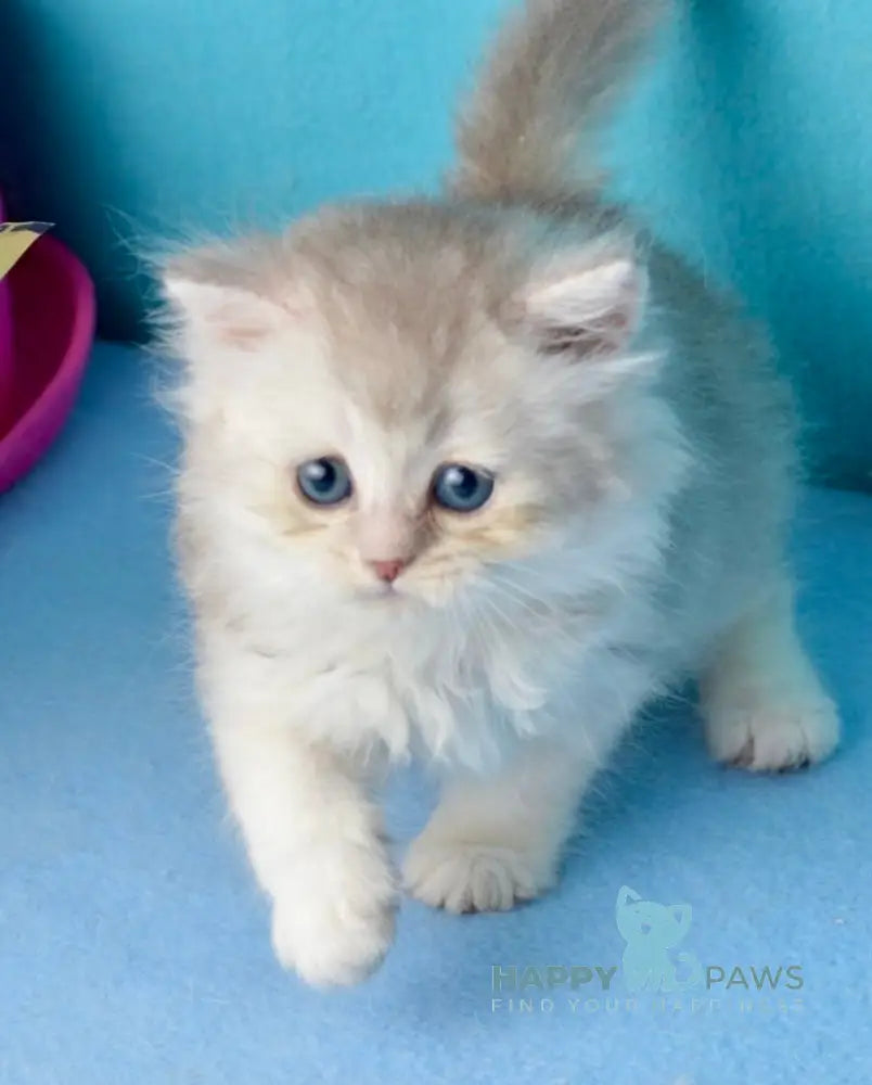 Jolie Scottish Straight male blue silver shaded live animals