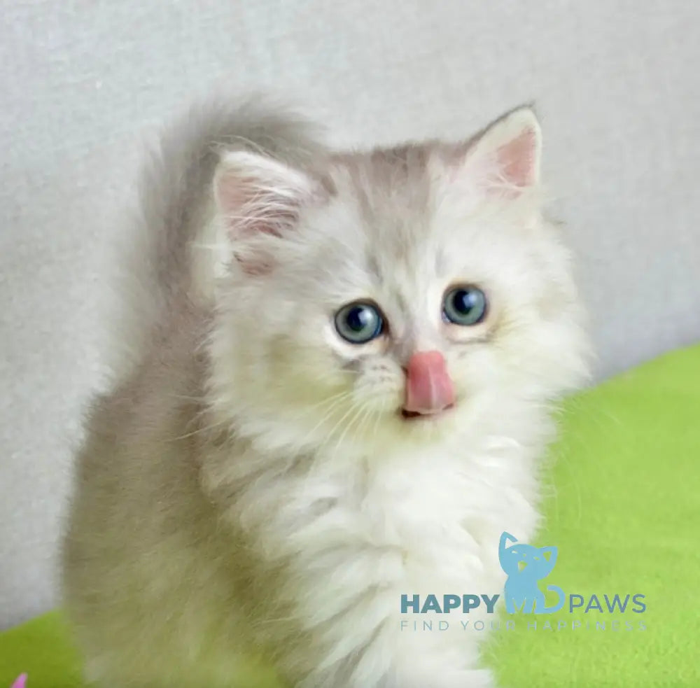 Johnny Scottish Straight male blue silver shaded live animals