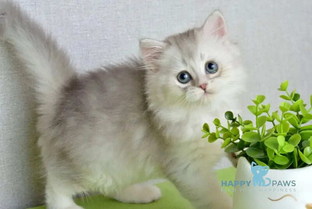 Johnny Scottish Straight male blue silver shaded live animals