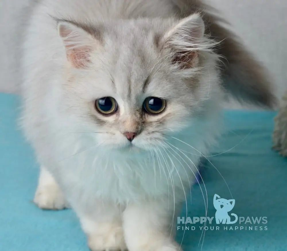Johnny Scottish Straight male blue silver shaded live animals
