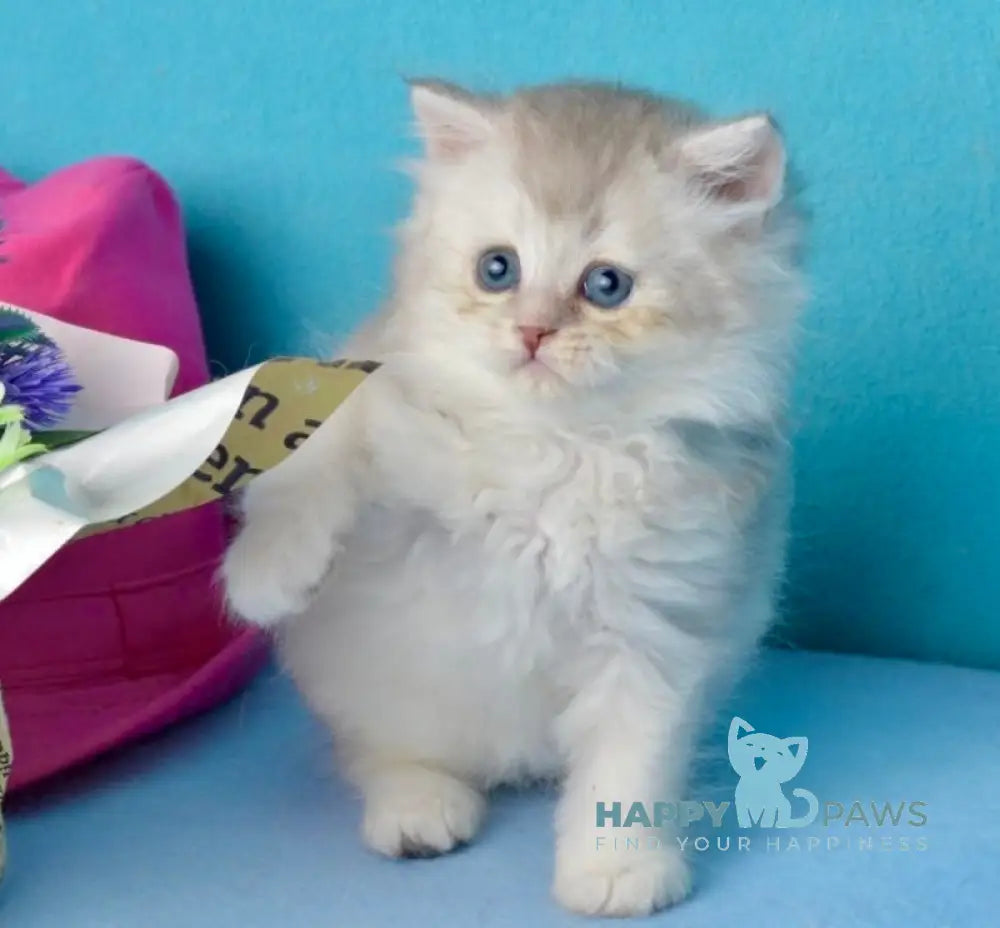 Jolie Scottish Straight male blue silver shaded live animals