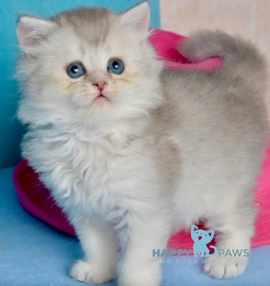 Jolie Scottish Straight male blue silver shaded live animals