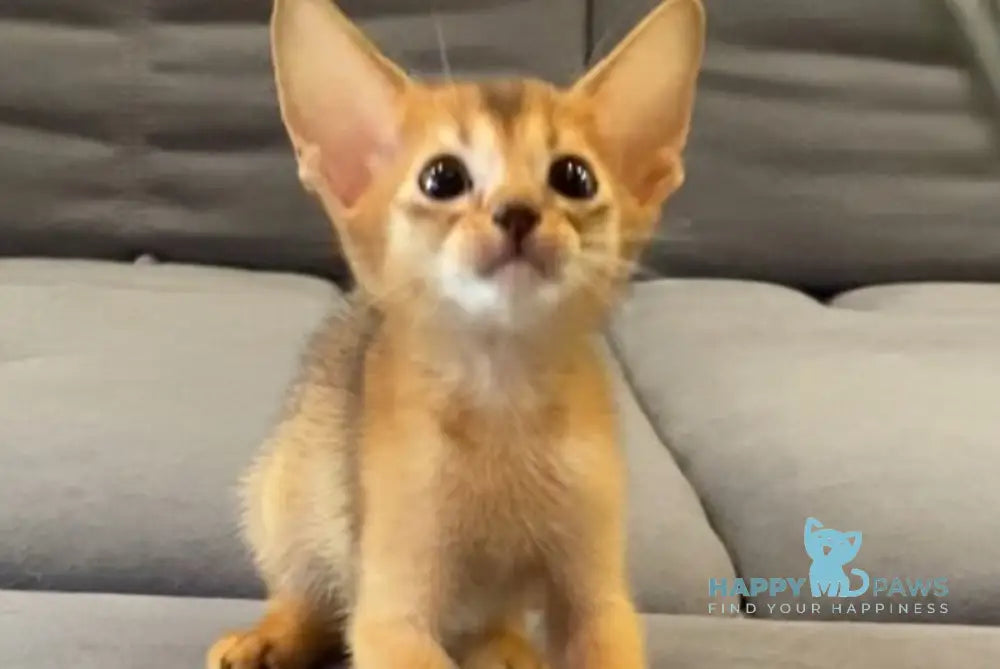 Joker Abyssinian male black live animals