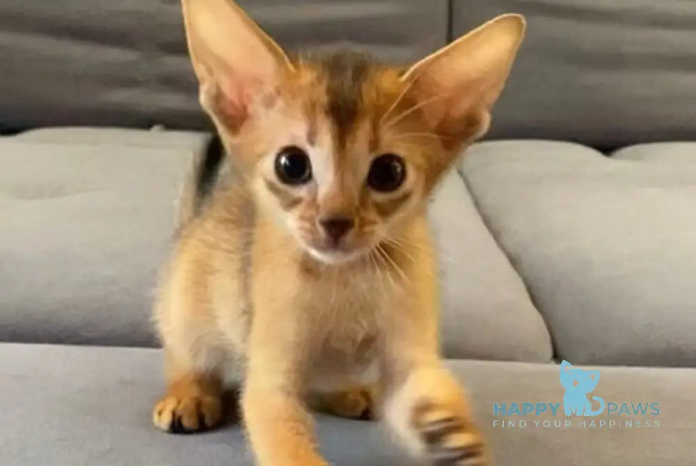 Joker Abyssinian male black live animals