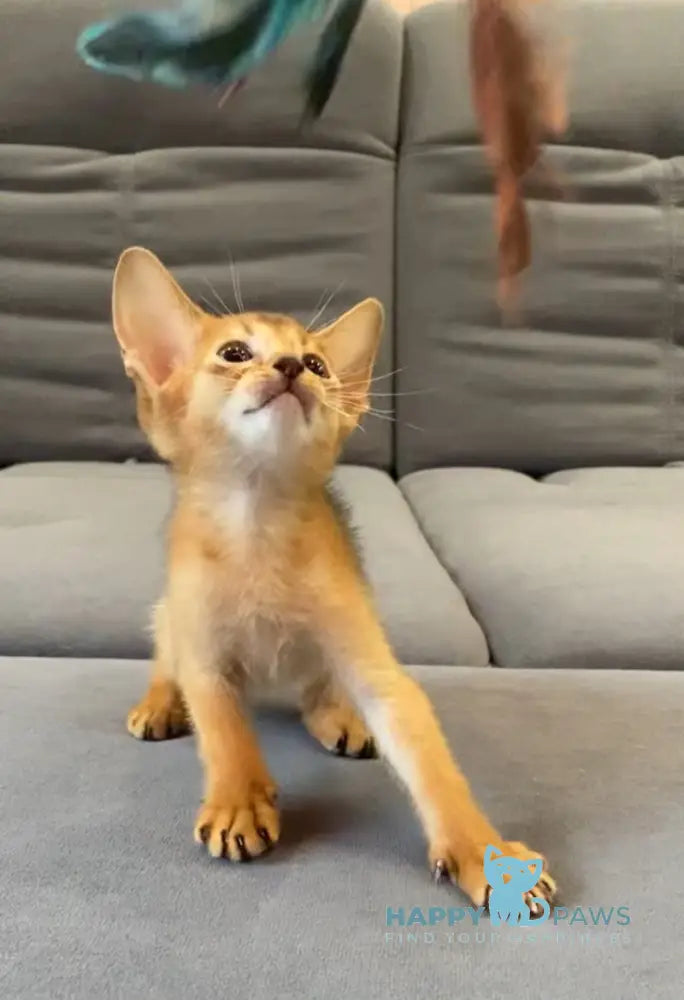 Joker Abyssinian male black live animals
