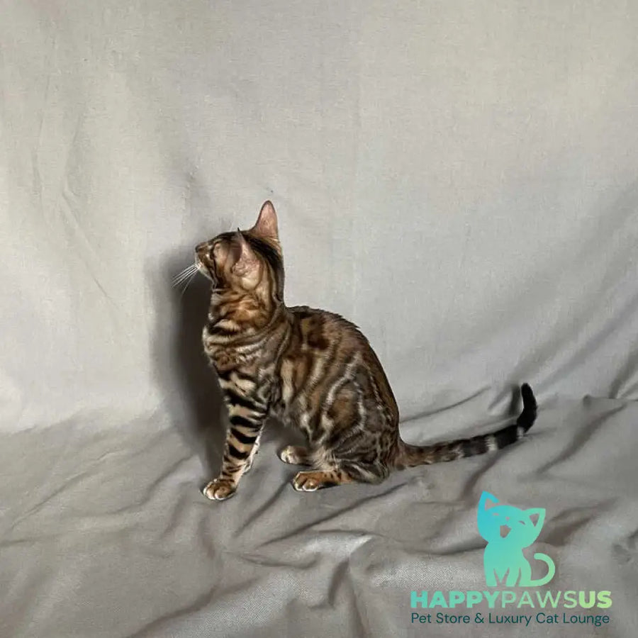 Joker Bengal male black spotted tabby - live animals