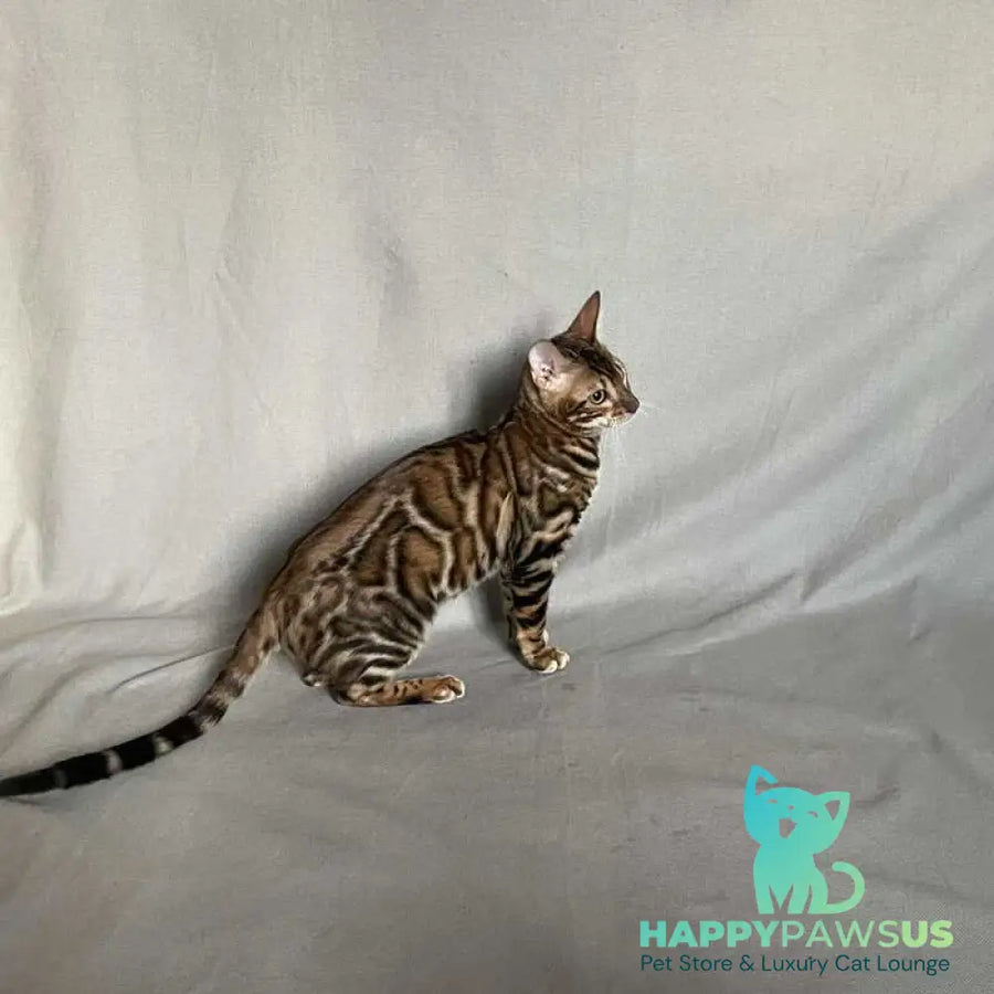 Joker Bengal male black spotted tabby - live animals