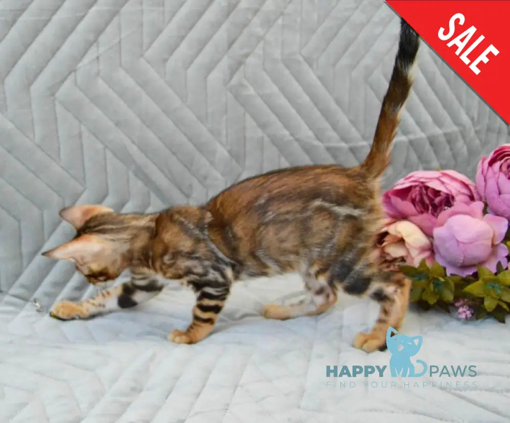 Joker Bengal male black spotted tabby live animals