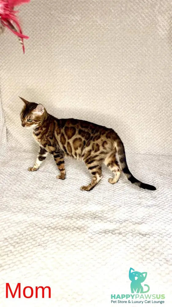 Joker Bengal male black spotted tabby - live animals