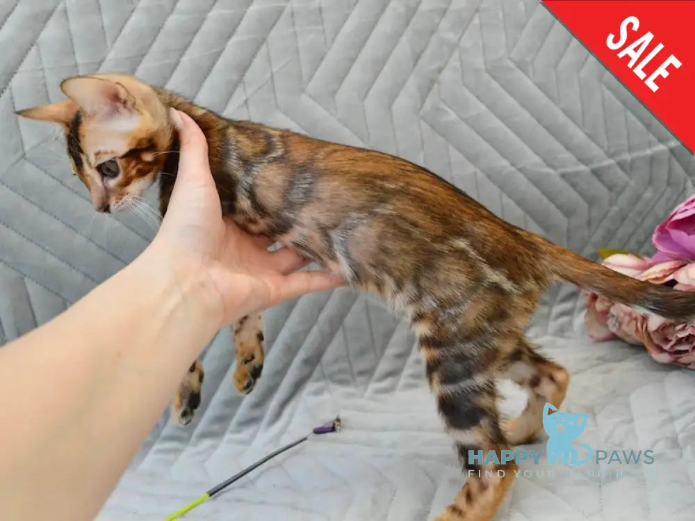 Joker Bengal male black spotted tabby live animals
