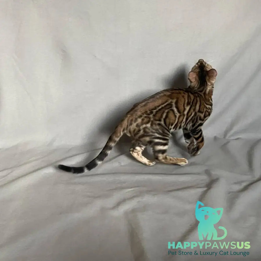 Joker Bengal male black spotted tabby - live animals
