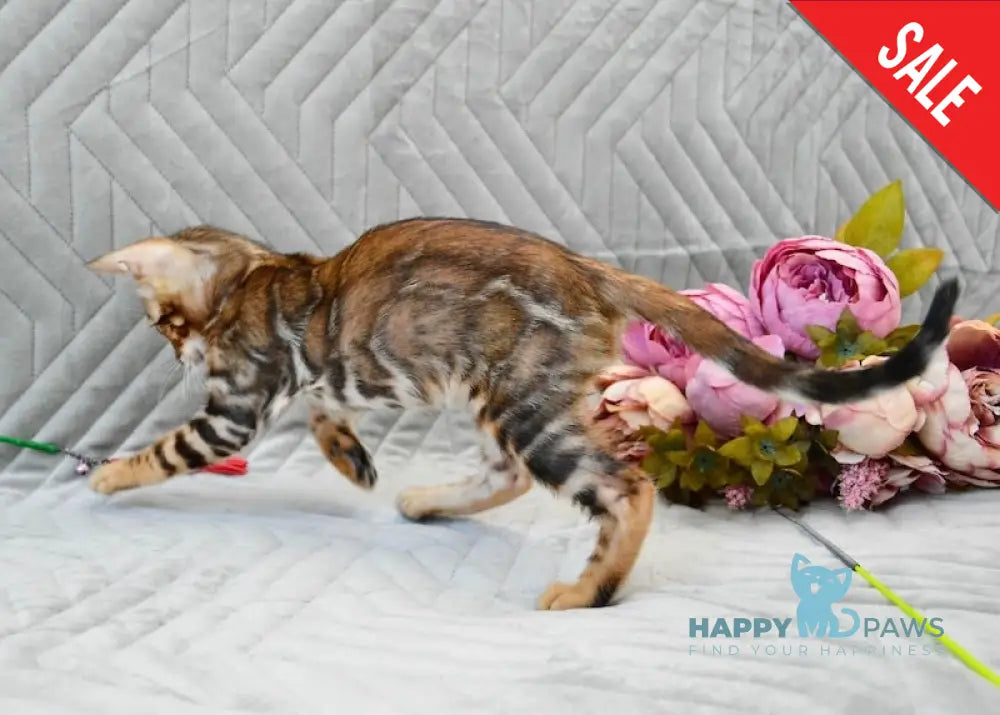 Joker Bengal male black spotted tabby live animals