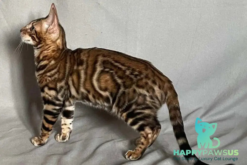 Joker Bengal male black spotted tabby - live animals