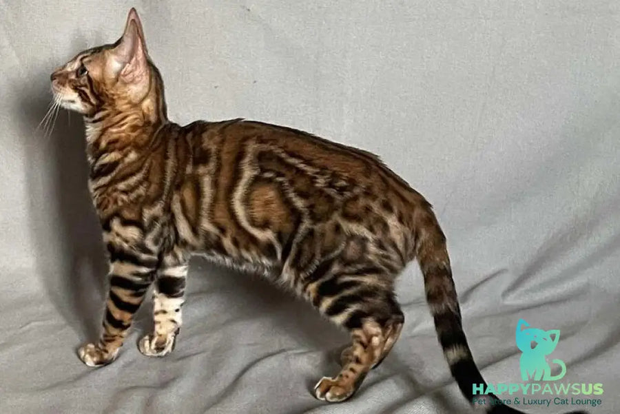 Joker Bengal male black spotted tabby - live animals