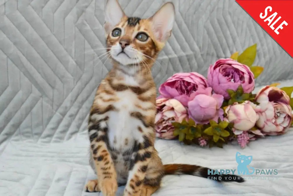 Joker Bengal male black spotted tabby live animals