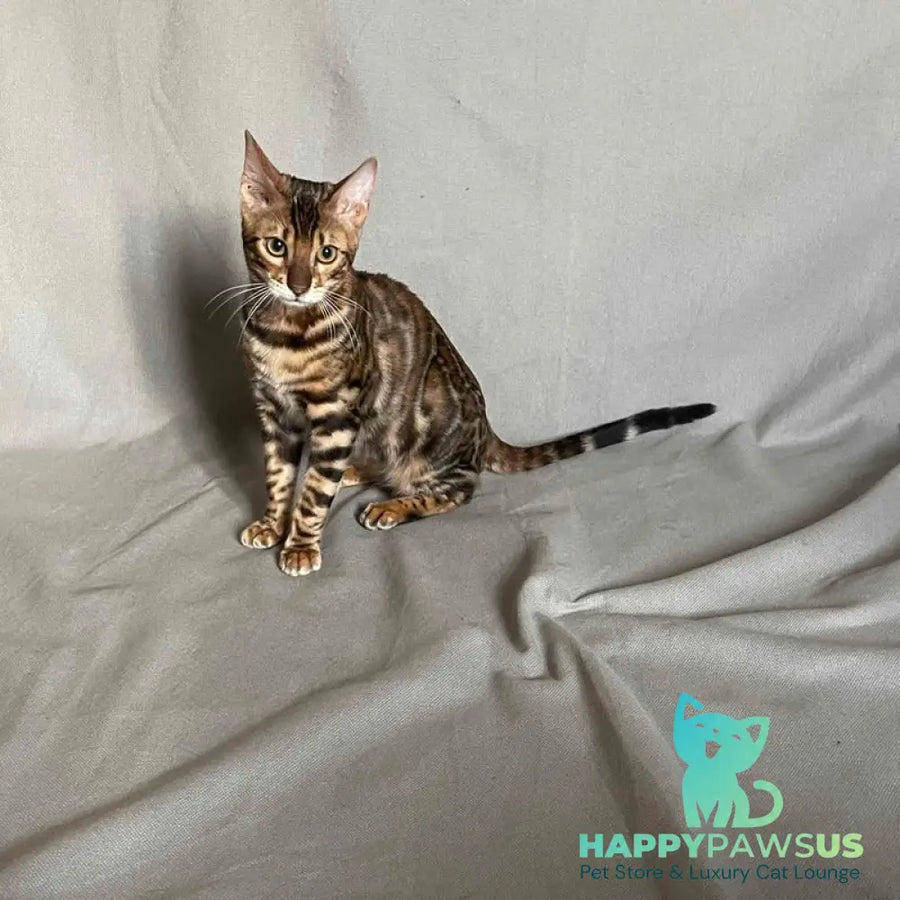 Joker Bengal male black spotted tabby - live animals