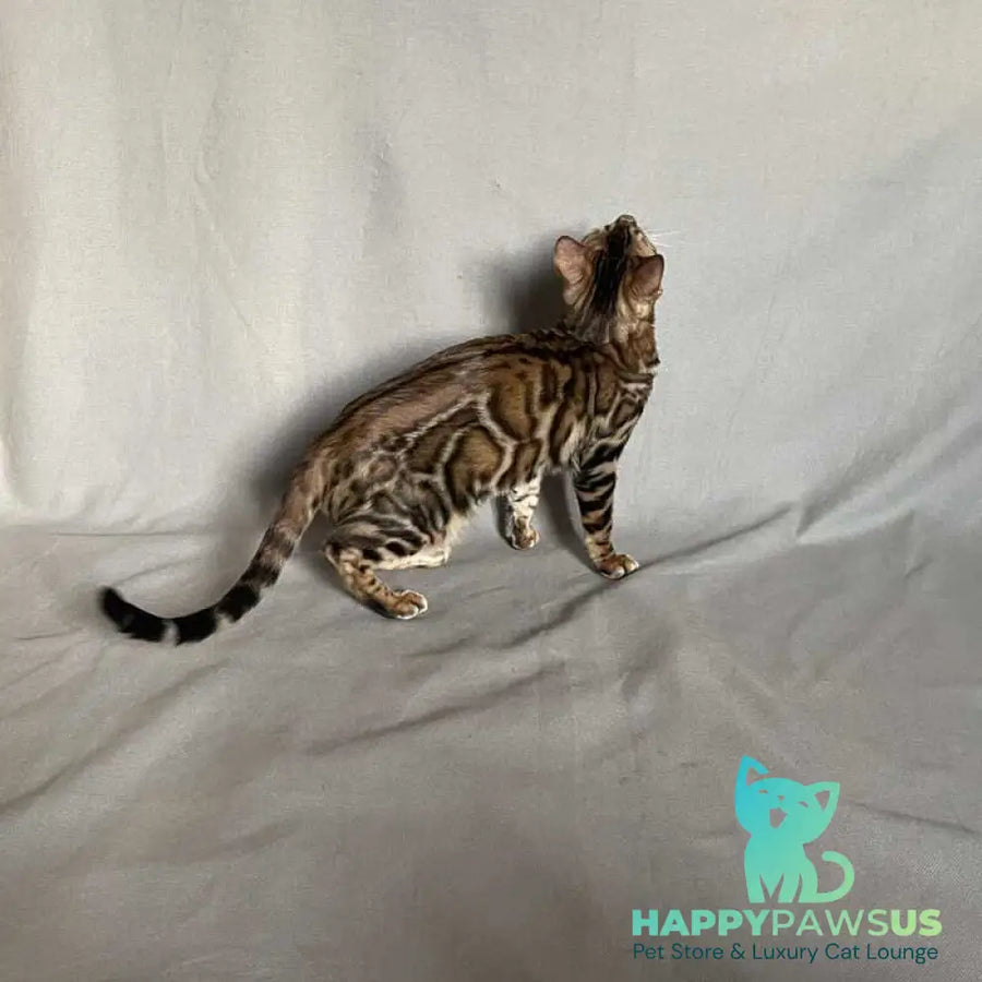 Joker Bengal male black spotted tabby - live animals