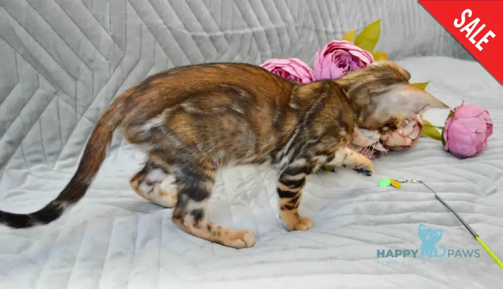 Joker Bengal male black spotted tabby live animals