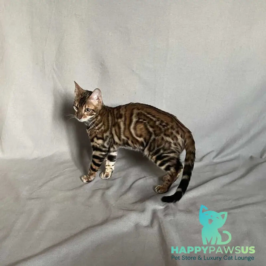 Joker Bengal male black spotted tabby - live animals