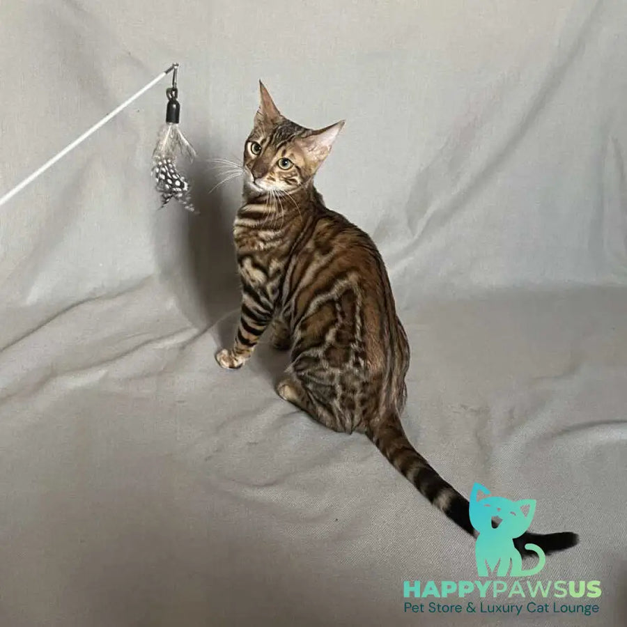 Joker Bengal male black spotted tabby - live animals