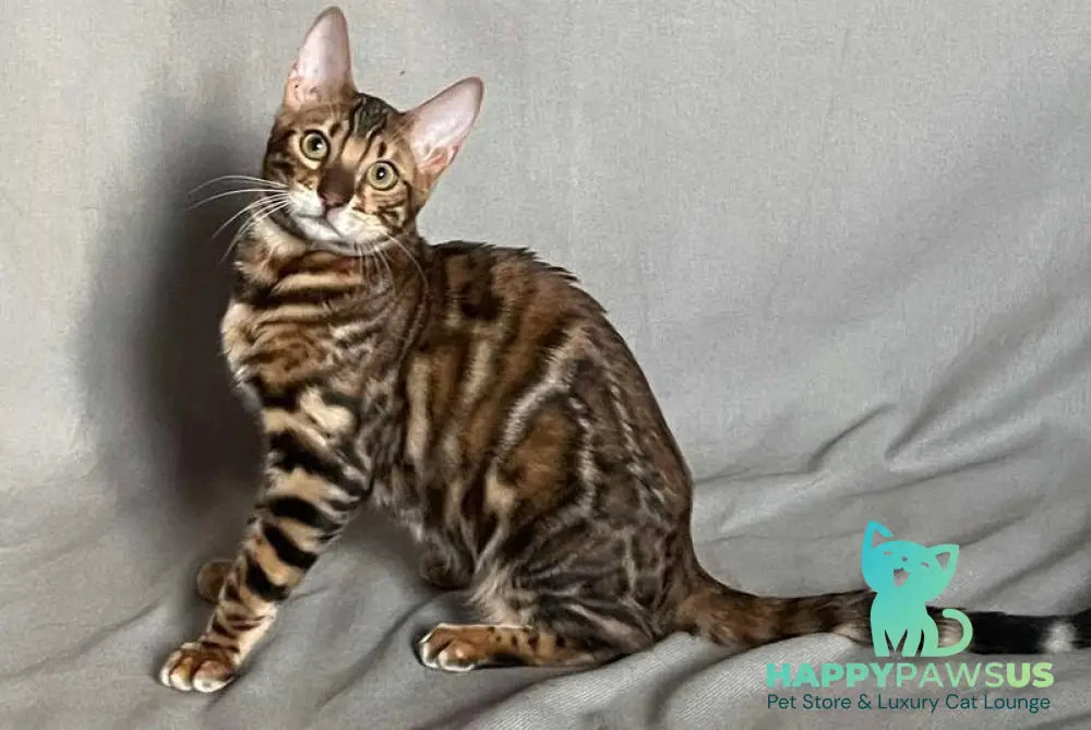Joker Bengal male black spotted tabby - live animals