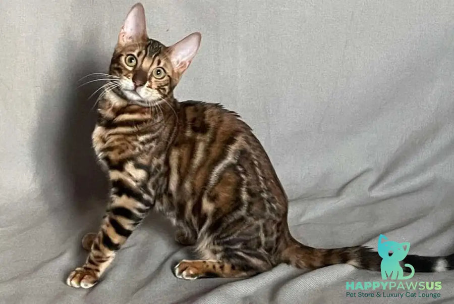 Joker Bengal male black spotted tabby - live animals
