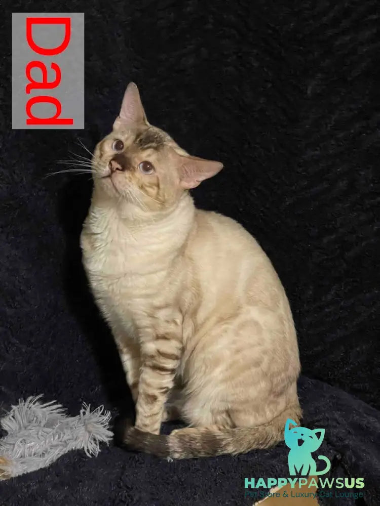 Joker Bengal male black spotted tabby - live animals