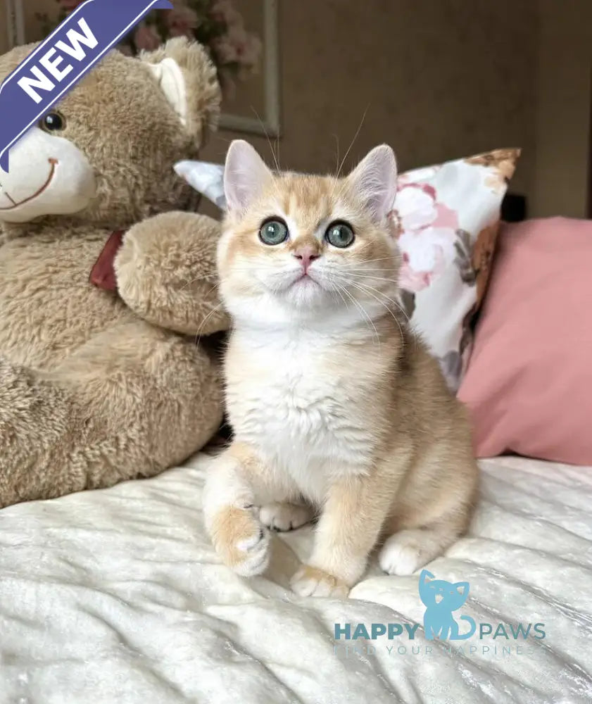 Joker British Shorthair male black golden chinchilla live animals