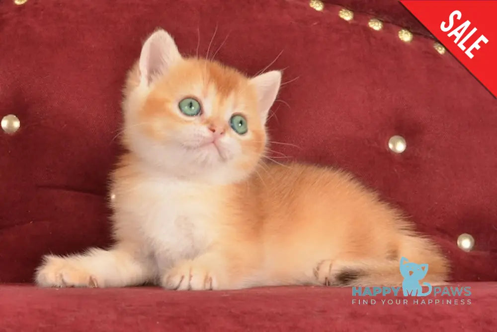 Joker British Shorthair male chocolate golden chinchilla live animals