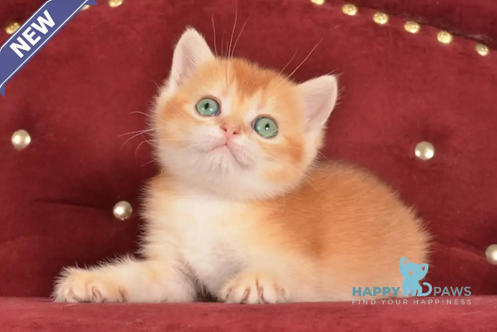 Joker British Shorthair male chocolate golden chinchilla live animals