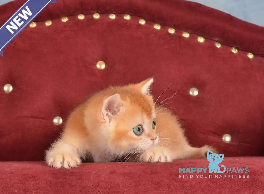 Joker British Shorthair male chocolate golden chinchilla live animals